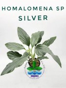 Homalomena SP Silver